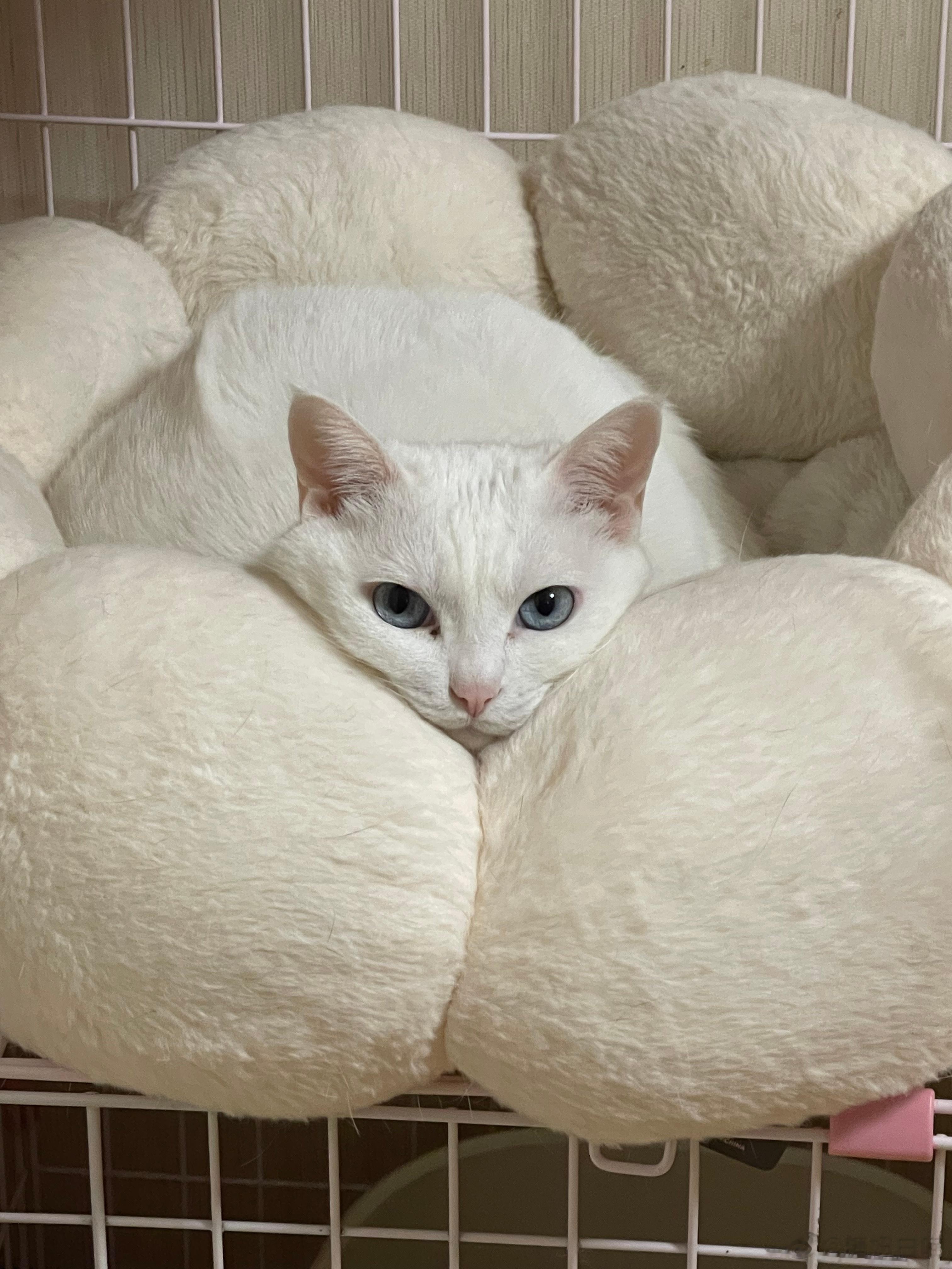 早，来吸个糖🍬 ​​​