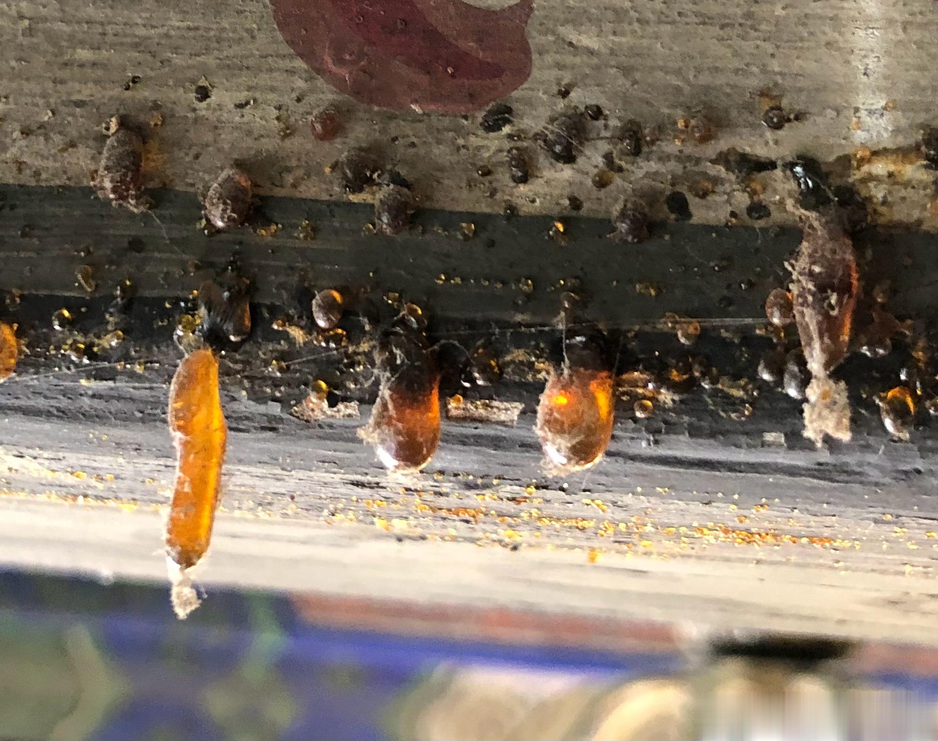 强迫症看不了这个，总想着当粉刺挤出来[捂脸] ​​​