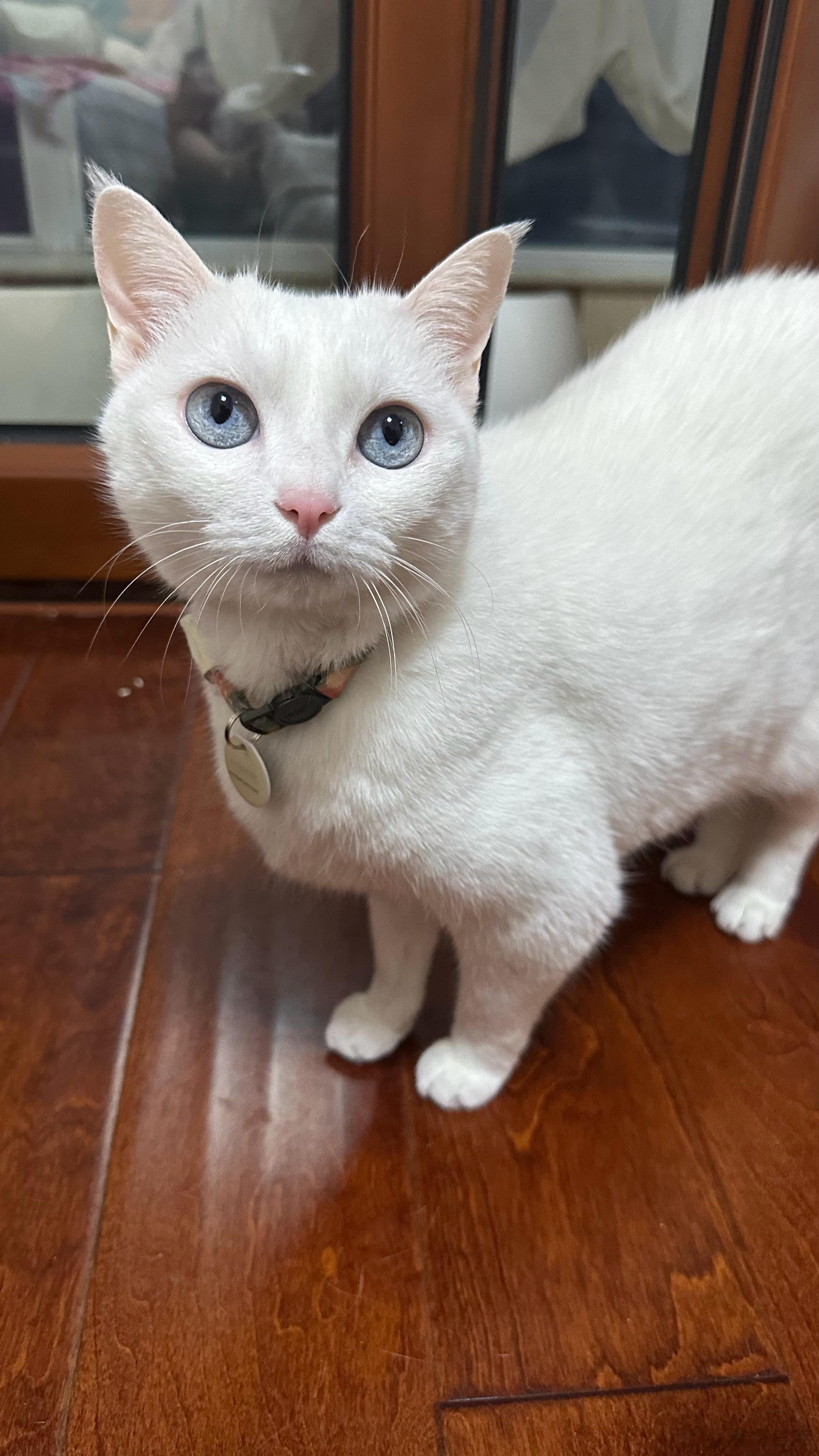  早，我家这个小猫咪怎么越看越年轻 ​​​
