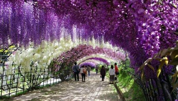 【这里是日本】春季对于日本来说是最神奇的一个季节，当然你肯定会说是因为这里有美丽