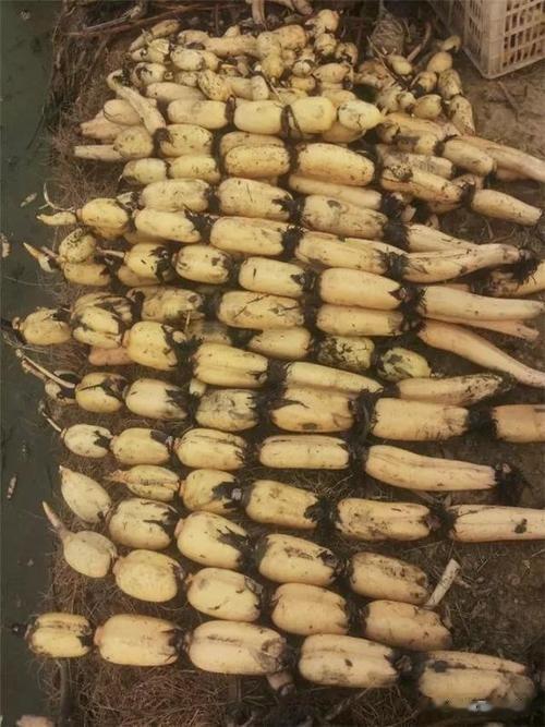 莲藕按照生产的具体环境，可以分成田藕和塘藕，塘藕水深淤泥深，质量好。苏州出产塘藕