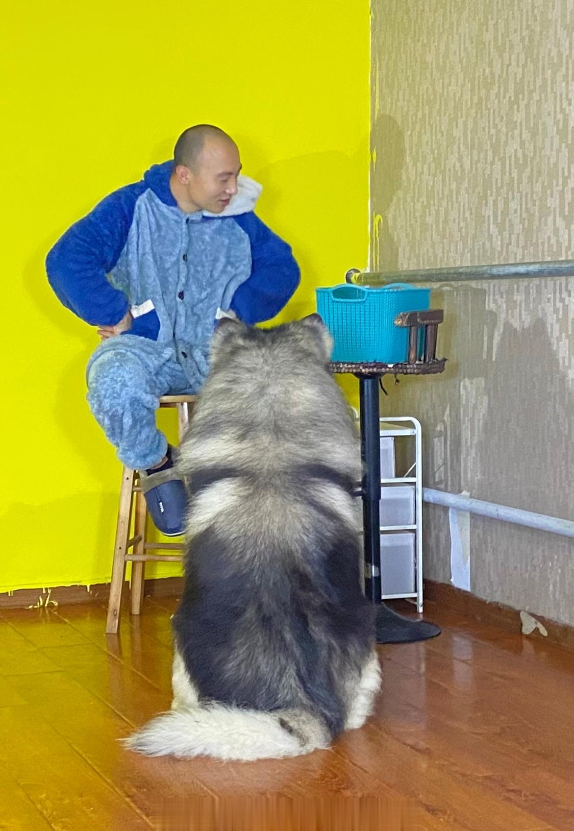 有一个煤气罐罐混入阿拉斯加群里 ​​​