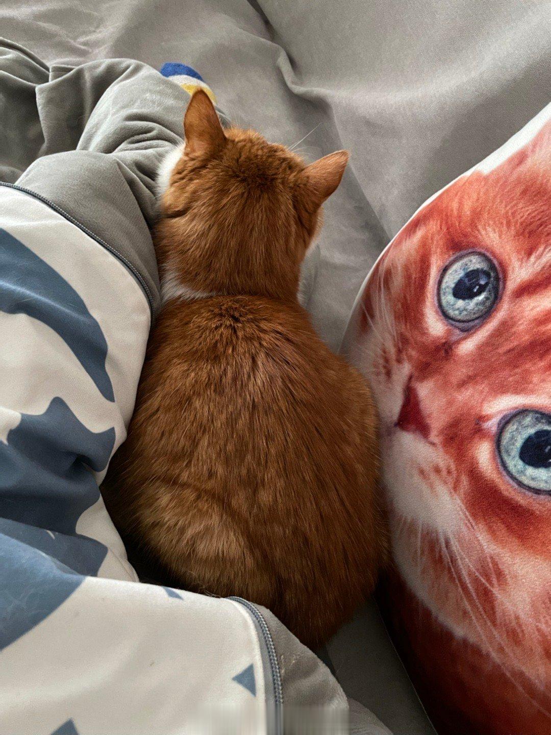  杨斑斑睡腿弯挺开心的，我翻个身被嫌弃了，爬上腿来压住！ ​​​