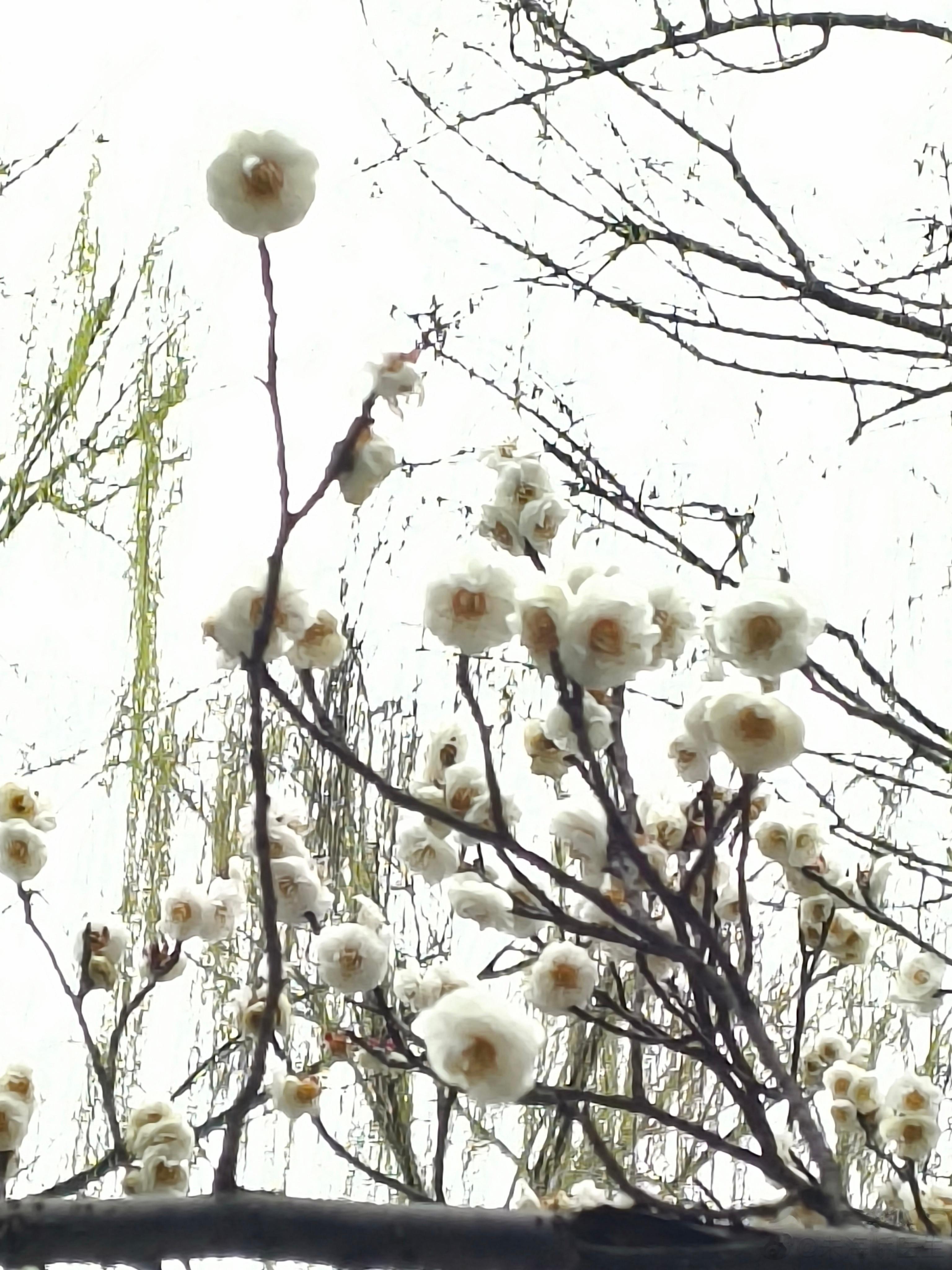 3月是春的开始，柳枝刚刚吐新芽，梅花、玉兰竞相开放，江南的气温还没有回升，出门还