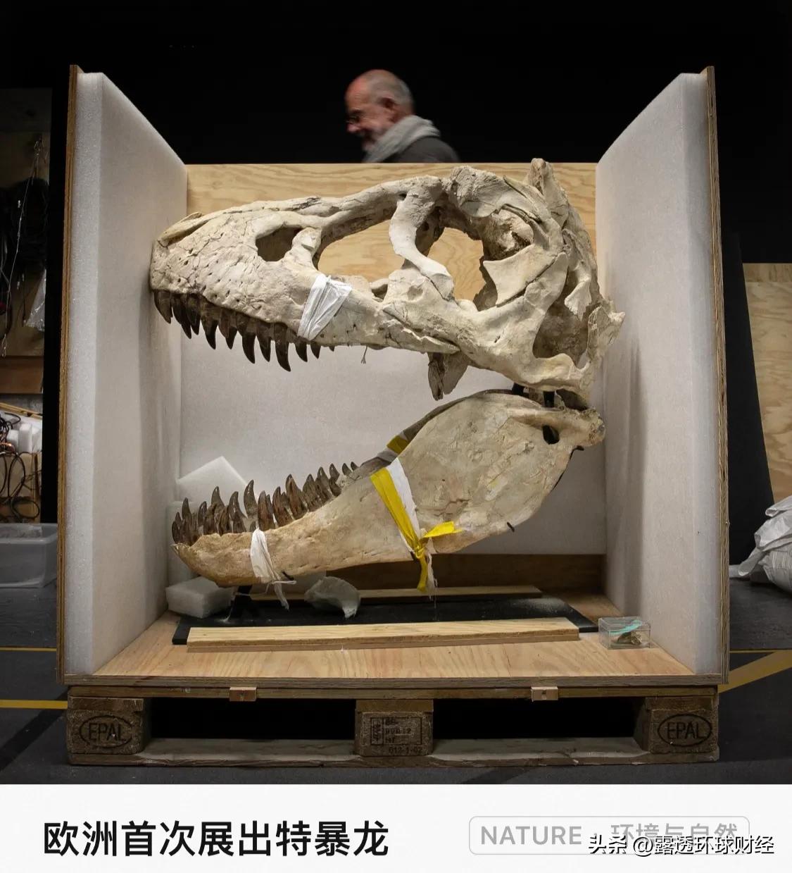 法国滨海维莱古生物博物馆筹备「藏品中的珍宝：非凡的化石」主题展，一件史前恐龙「特