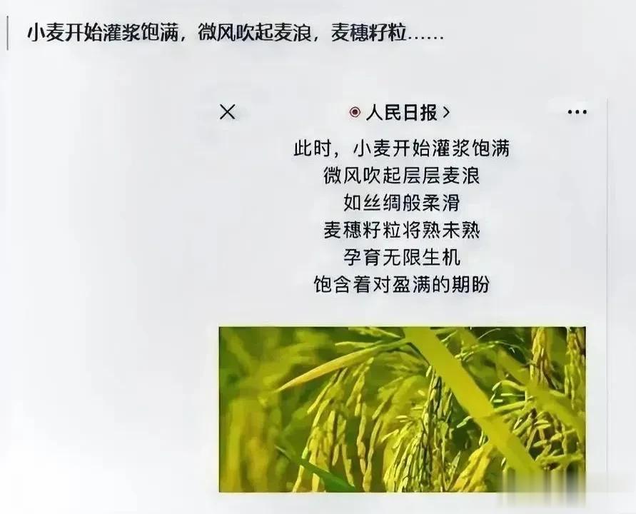 我寻思着这不是水稻🌾吗？咋成小麦了？[what]