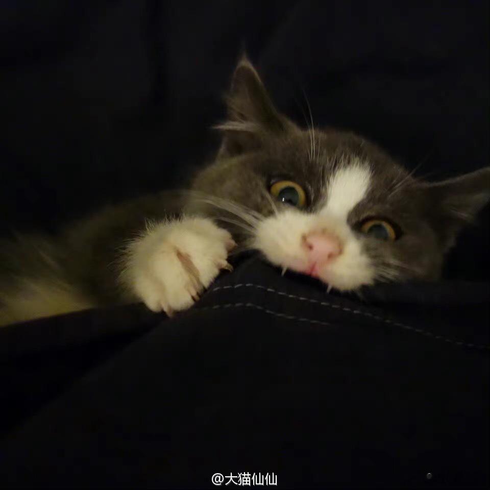 小点咪 ​​​