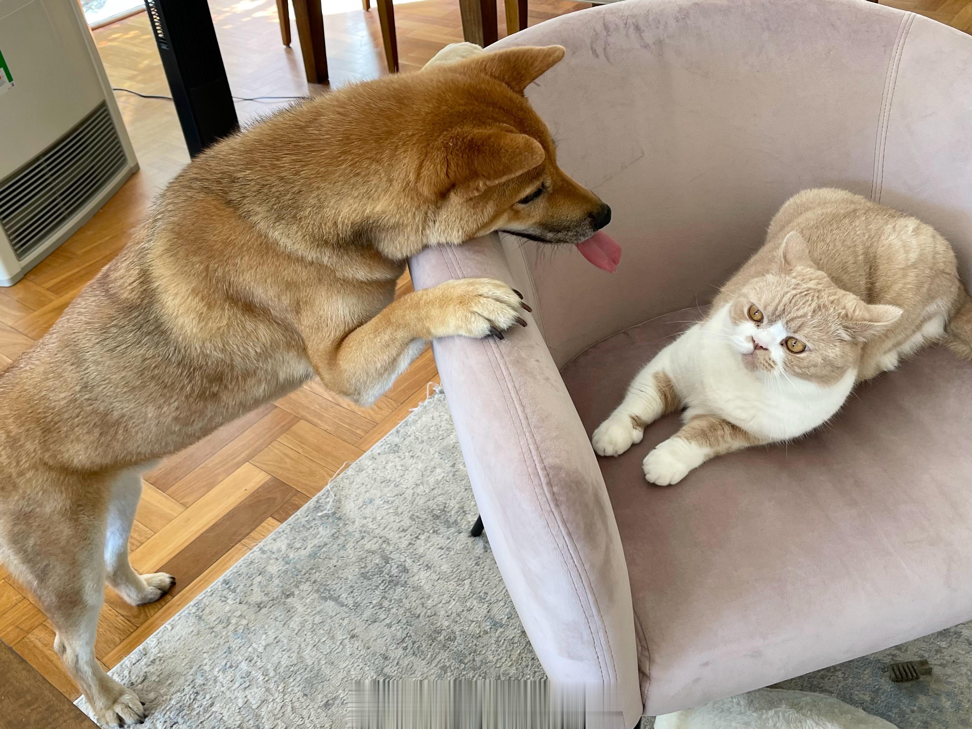 灯老板和他的舔狗 ​​​