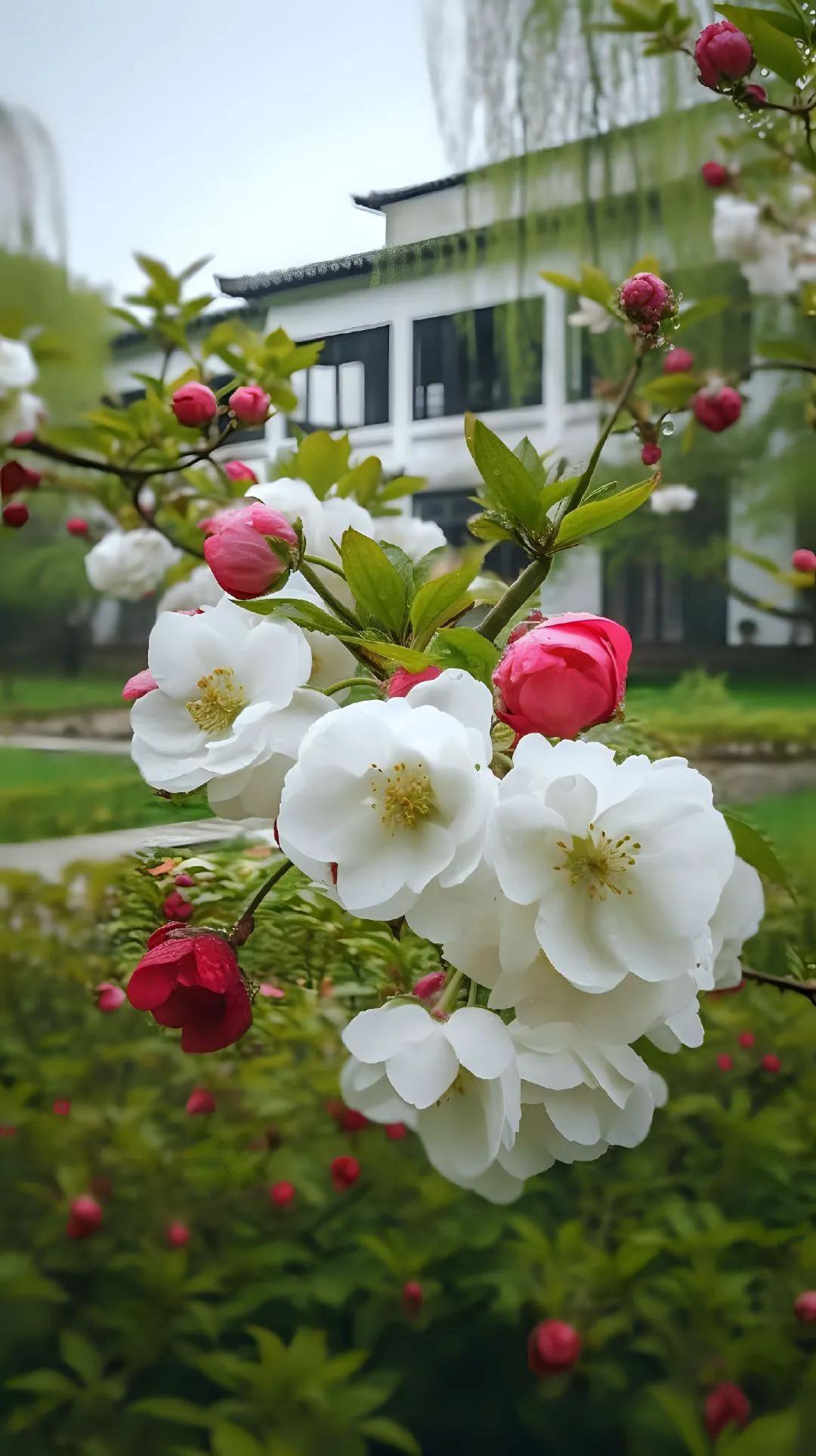 “ 海棠庭院又春深，一寸光阴万两金 ...” ​​​
  