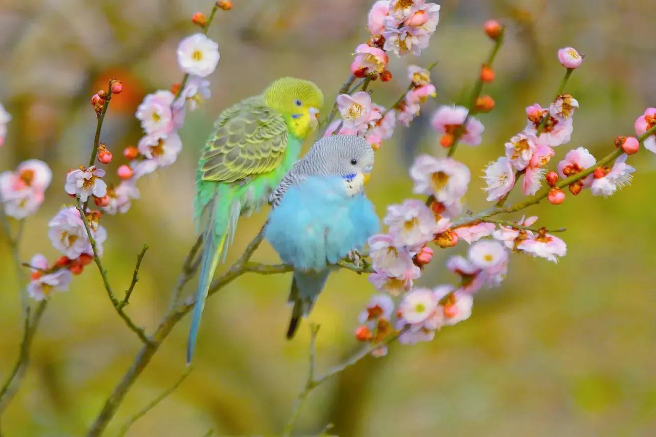 痴痴情鸟争春晓，梦枕惊闻鸟语声。 
  