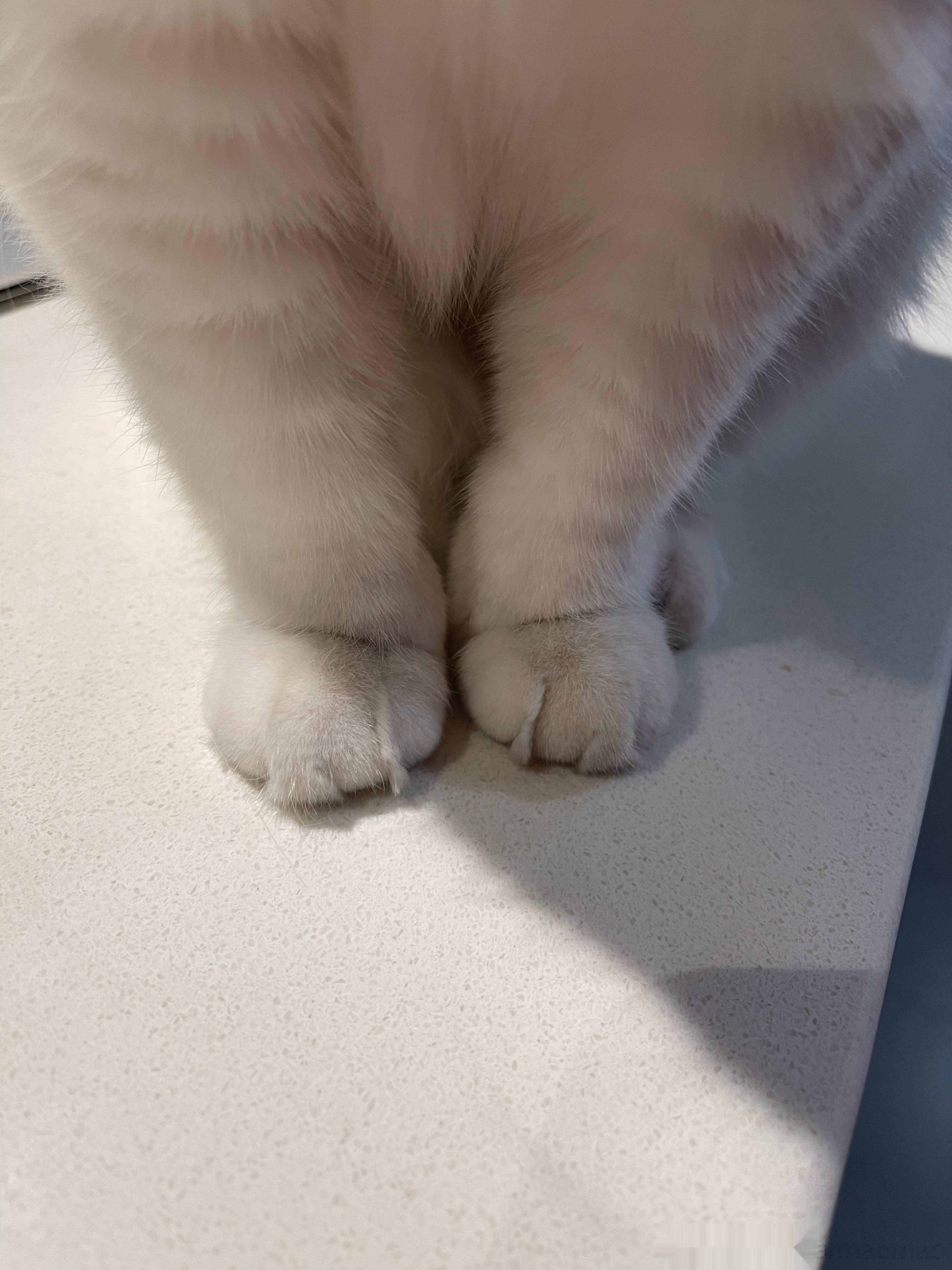 啊，小猫咪的每一个部位都好耐看 ​​​