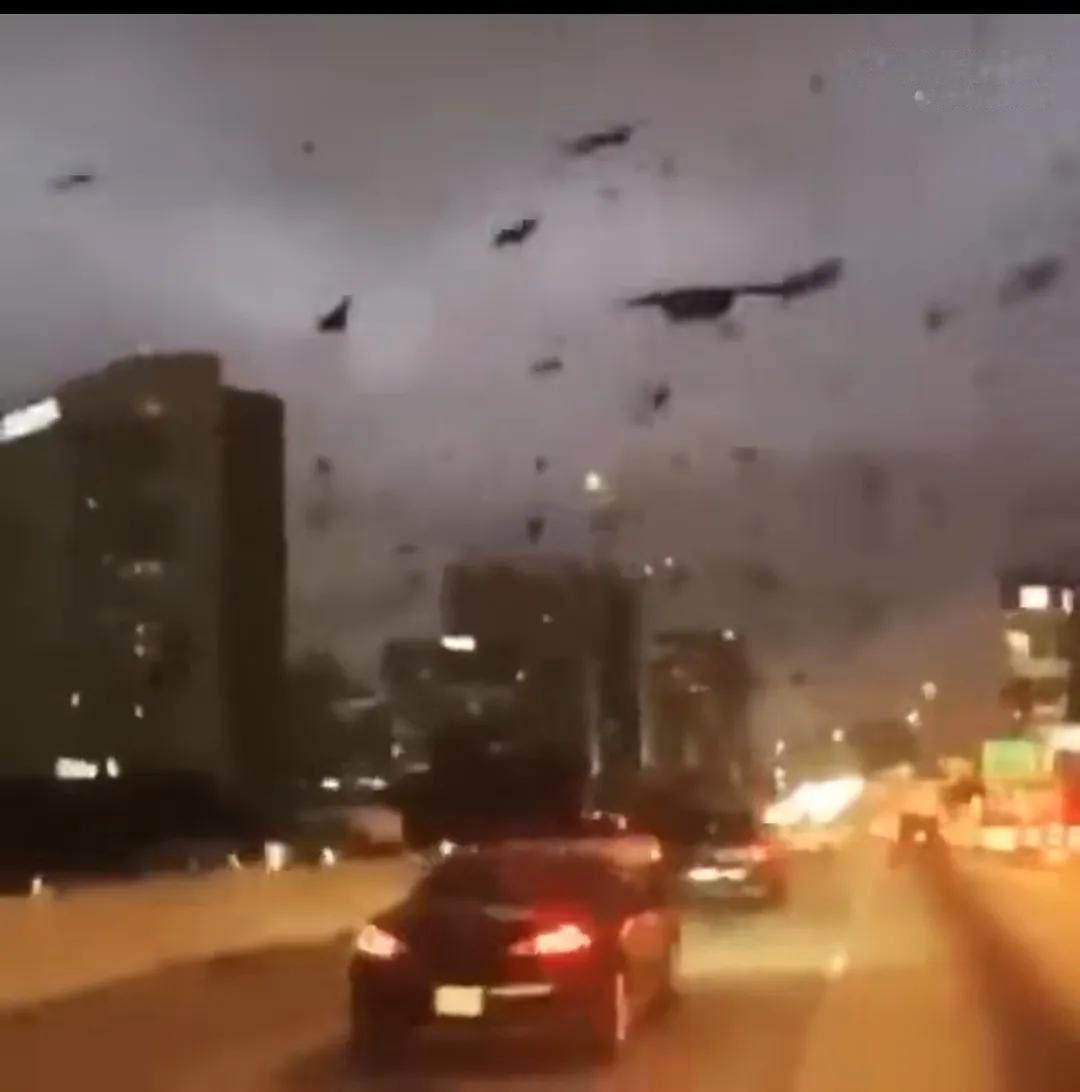 基辅上空出现成片乌鸦疑似末世景