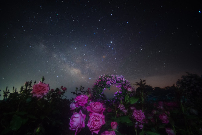 花与星空 | 摄影师Masahiro Miyasaka ​​​