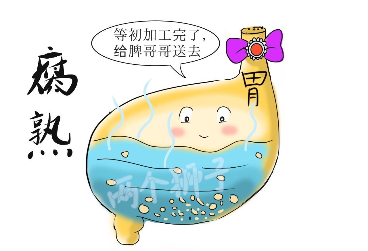 你到底是脾不好，还是胃不好？“脾胃是后天之本”，这俩亲兄弟功能其实不一样。脾是脏