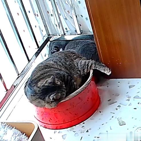 月饼到底给汤圆下了什么迷魂汤……不离不弃的……………… ​​​
