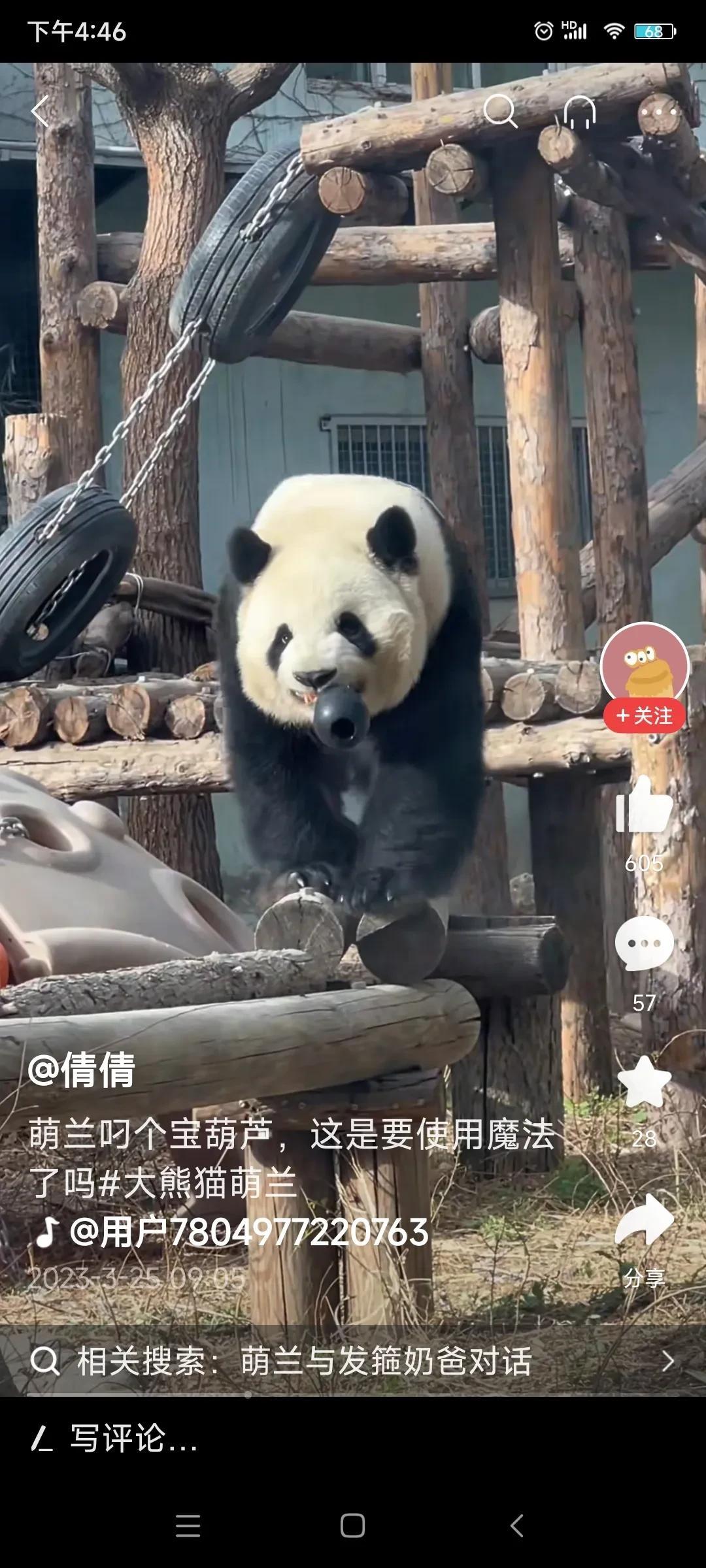 北动的西直门三太子“萌兰”这几天开始目露凶光了，沙漠认为，这跟北动加高围墙是有关