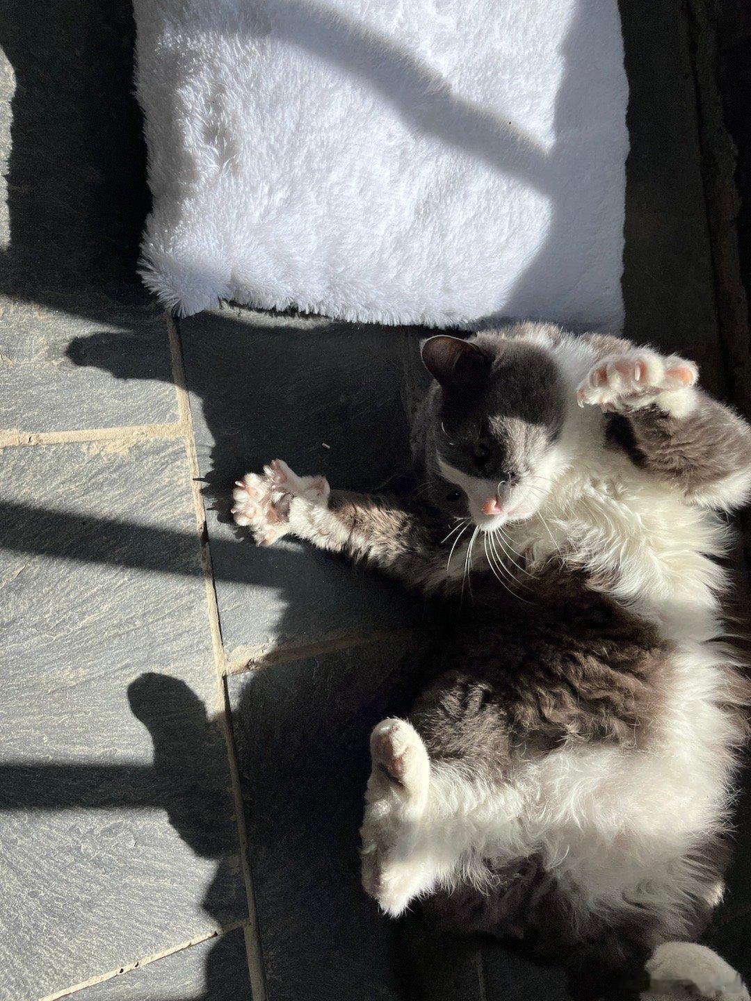 小猫咪被晒开了花 ​​​