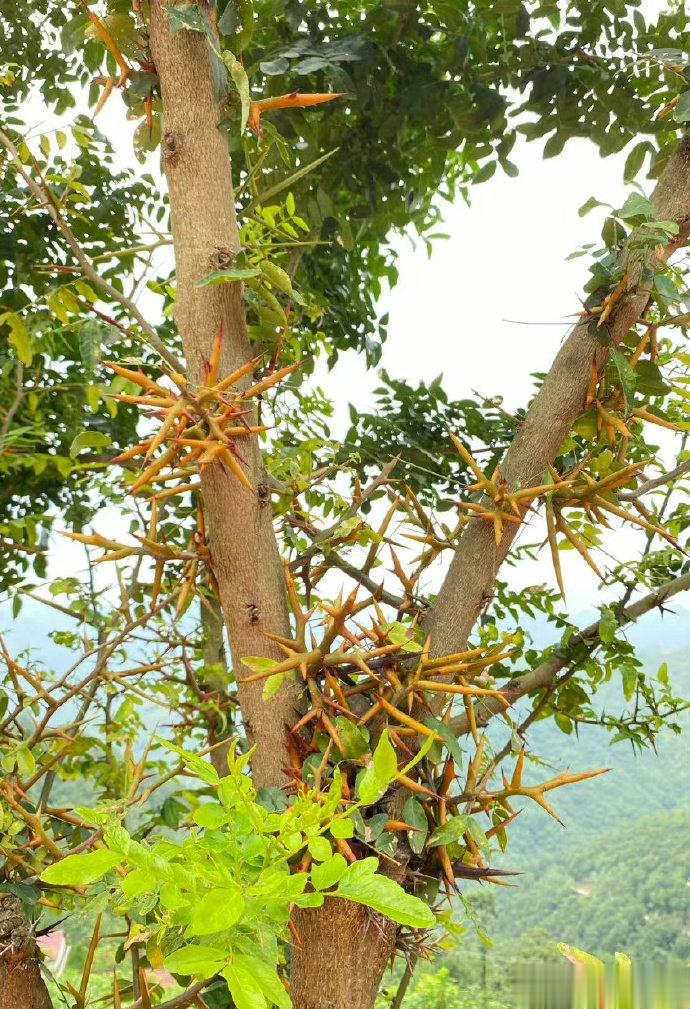 陈老治咳经验方，值得分享收藏！[good]陈潮祖  陈潮祖医学论坛  苏杏二陈汤