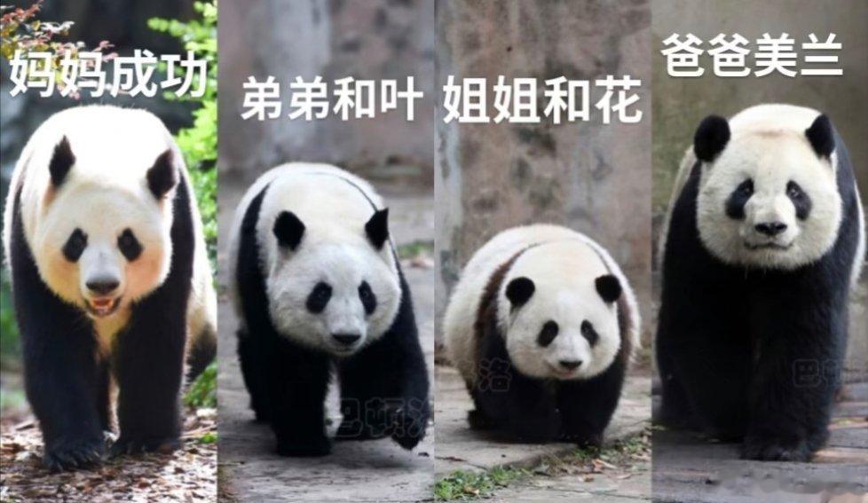一张图带大家了解花花一家四口， 都是很漂亮辨识度很高的猫猫事实证明，生儿子像妈妈