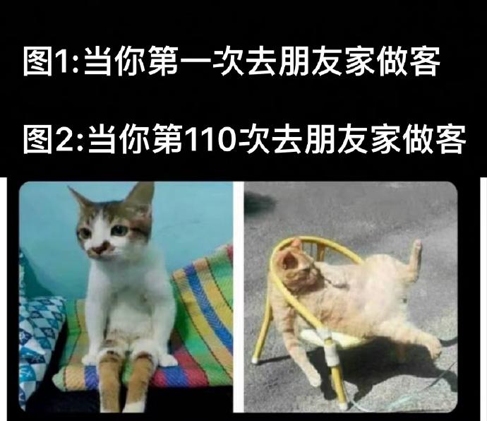 猫猫是不是还得撒泡尿划地盘