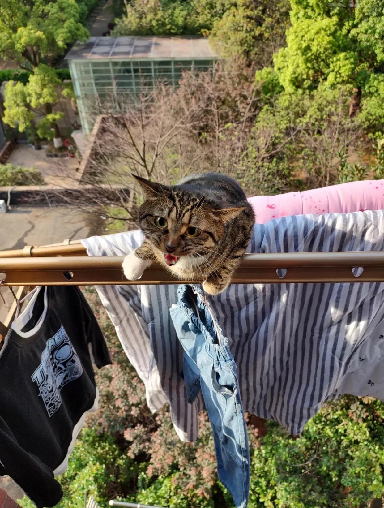 从天而降的猫，不早一分不晚一分，老妈刚刚把晾衣架打开挂上要晒的被子，“砰”的一声