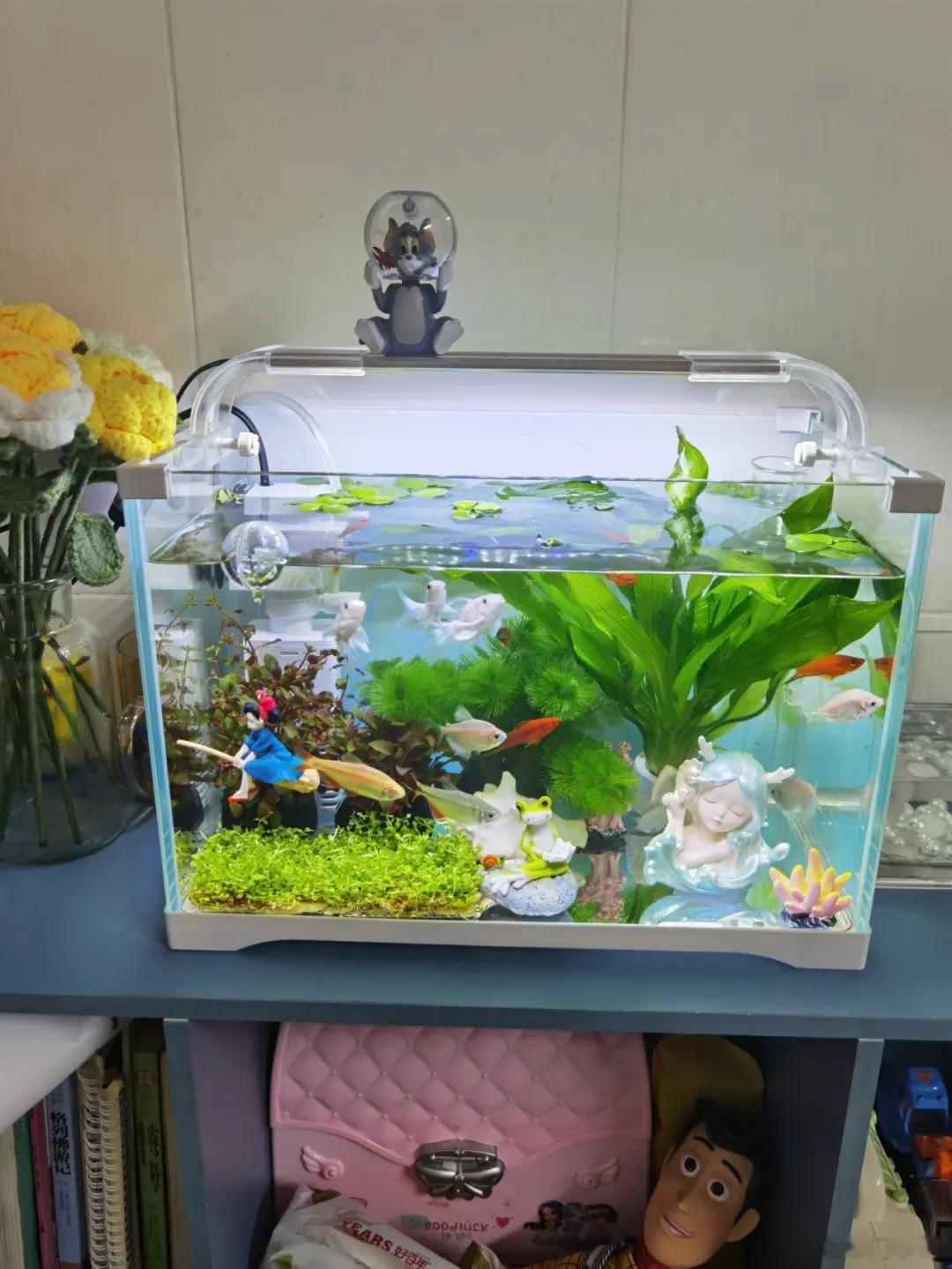 看到这个标题还真不如去某宝买个小鱼缸。在家想看什么鱼🐠就养什么鱼🐠，你说是