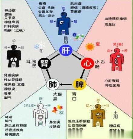 【五脏生活规律】1、晚上9-11点淋巴排毒，宜安静或听音乐。2、晚间11-凌晨1