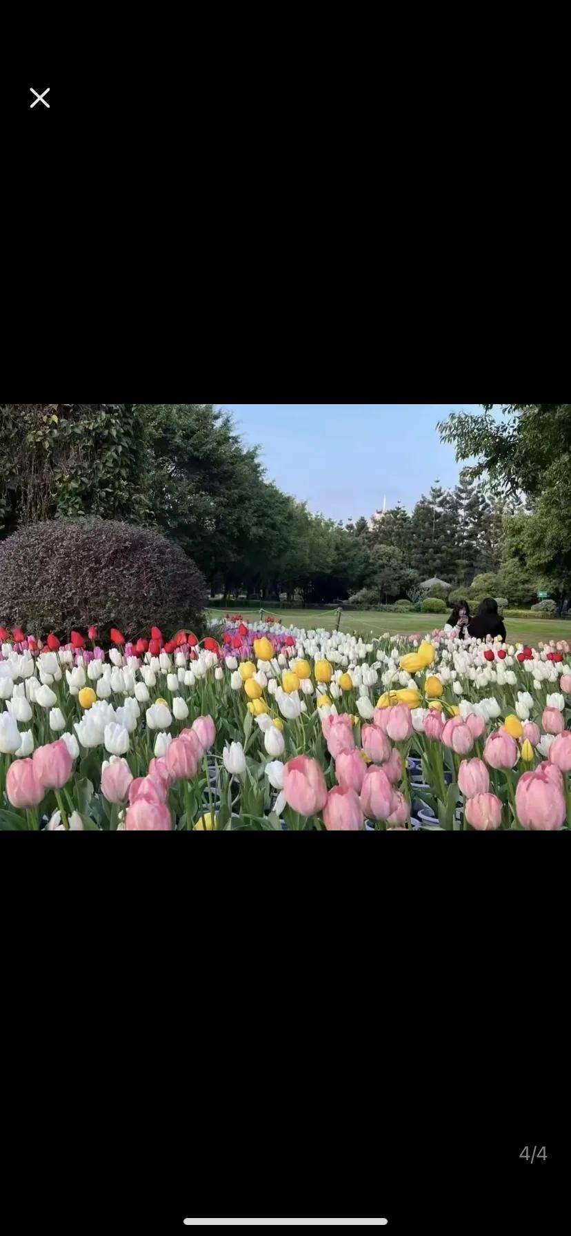 永城芒砀山的郁金香，图一是宣传图，图二是游客去了之后拍的图片，反差不是一般的大。