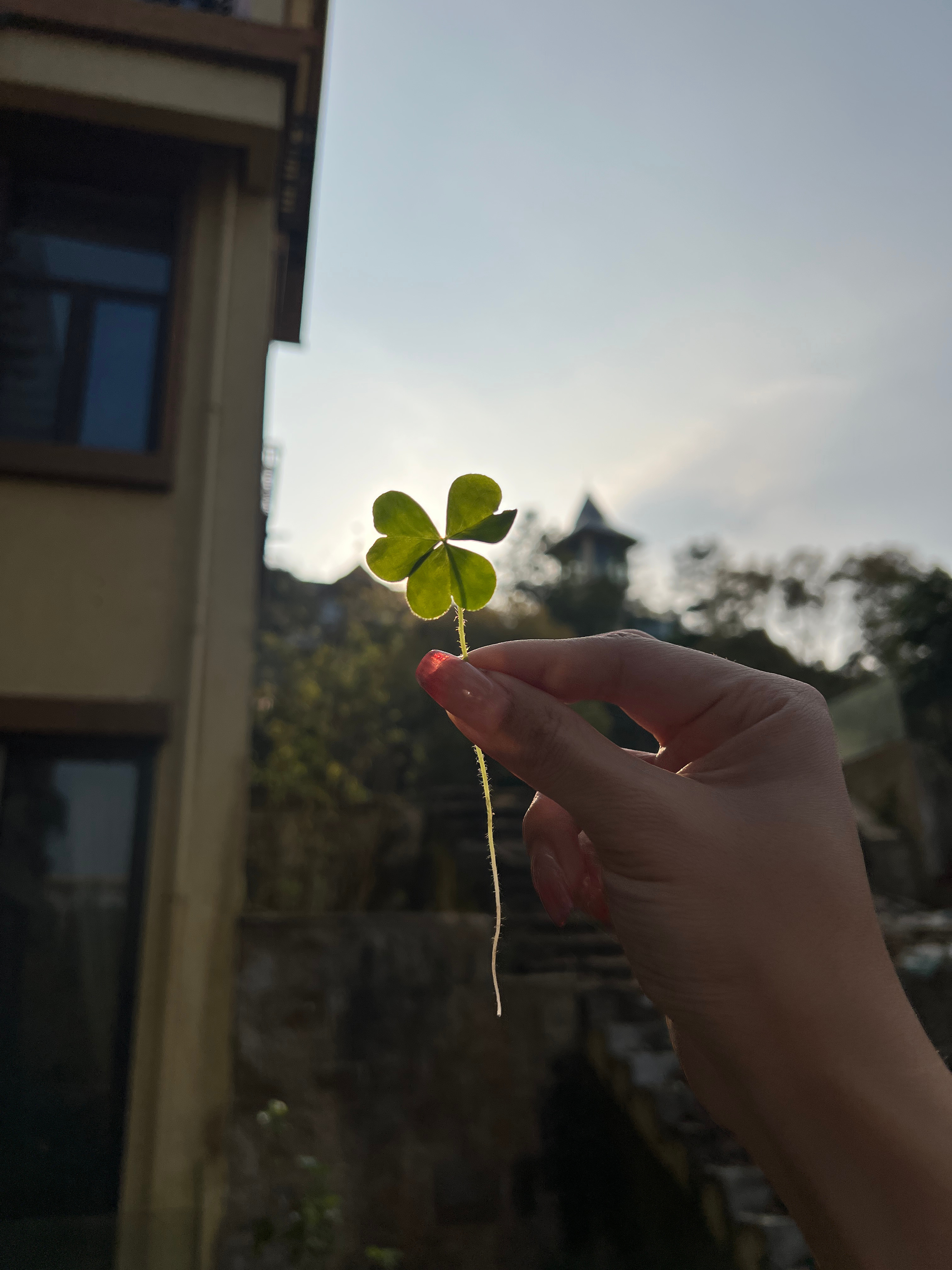 这个是什么植物？ ​​​