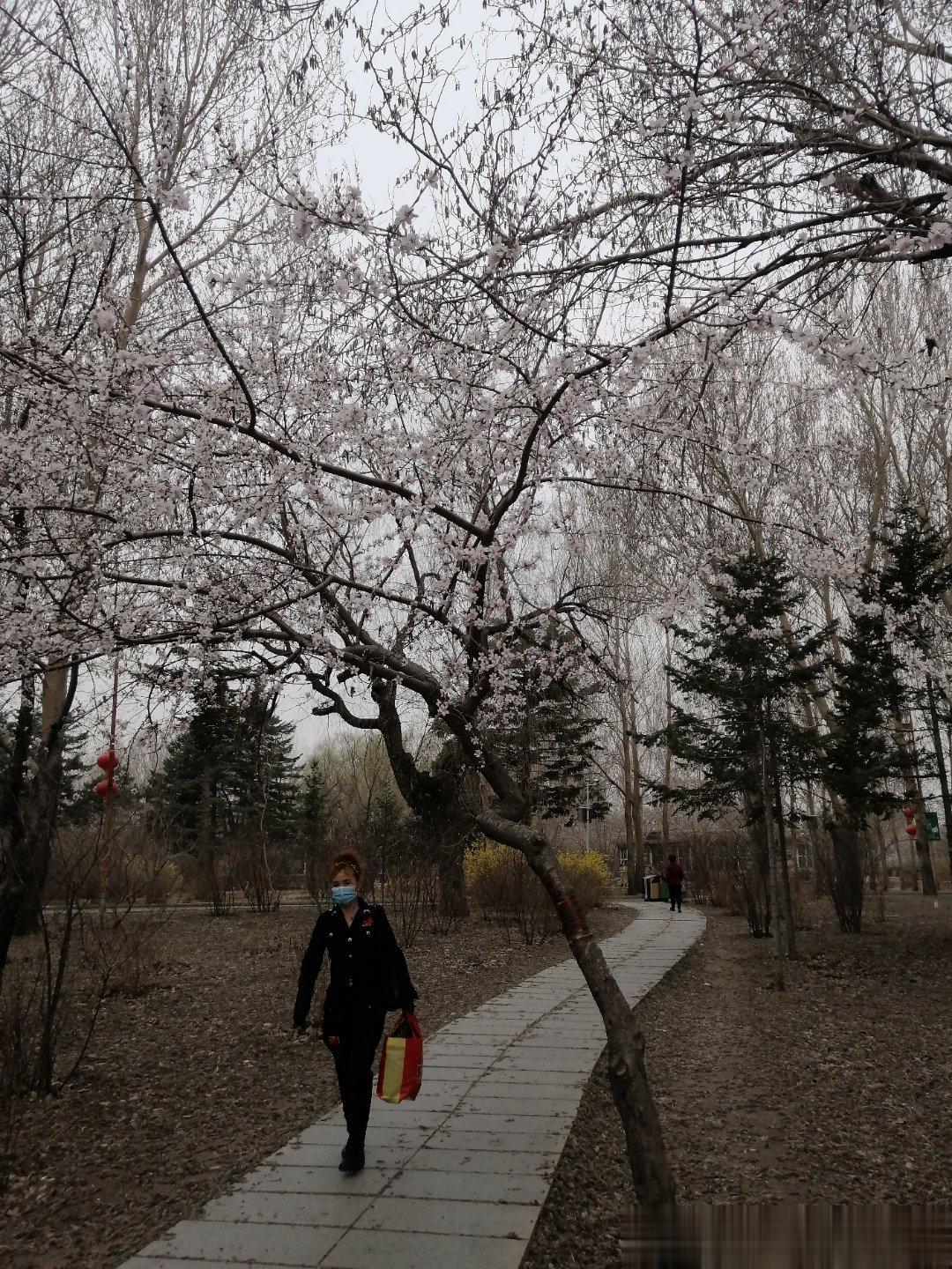唯见杏花绽，枝繁似雪白。是否春风使，万秀独催开。远望疏叶影，近观盈满怀。心情与春