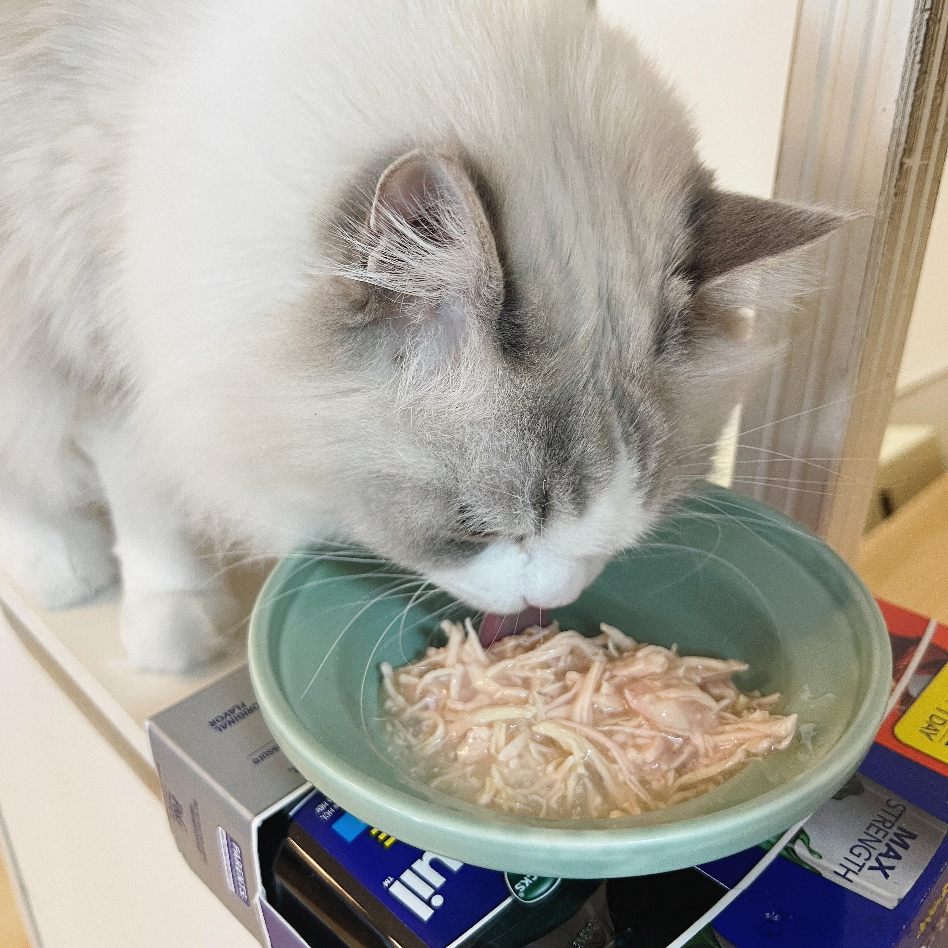  肉丸还在感冒打喷嚏 🤧 这几天猫饭、主食罐是不吃的，但猫粮和零食罐头是要吃的