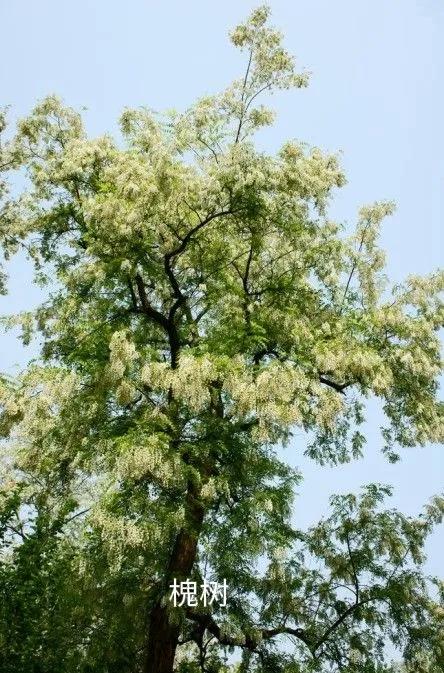 防风防沙林种什么树？
最近华北、西北、东北、华东地区被沙尘天气侵袭，据气象台预计