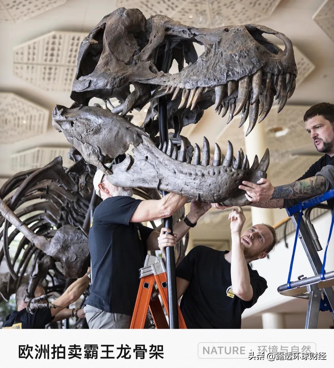 拍卖行工作人员正在组装一件6700万年前霸王龙（Tyrannosaurus Re