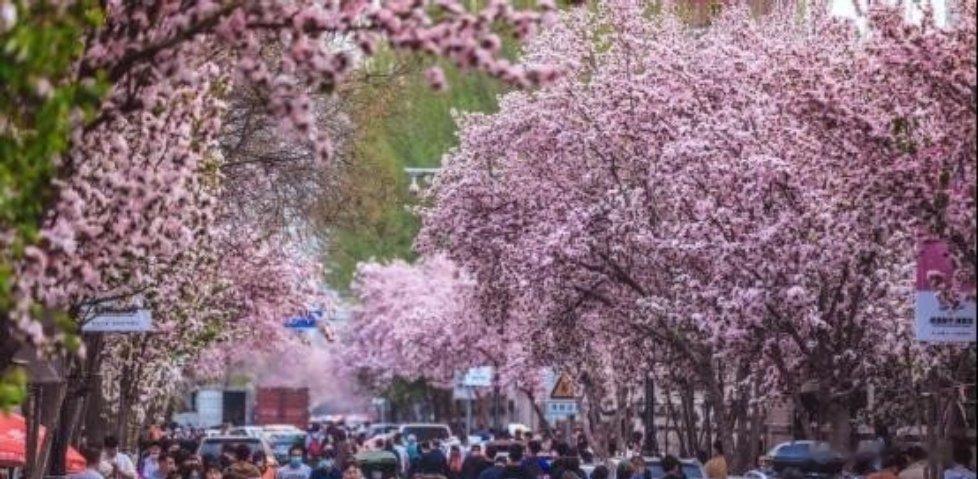 【花在人中秀，人在花中游 】春天的大理道阳光和煦、微风拂面，海棠花绚烂绽放。市民
