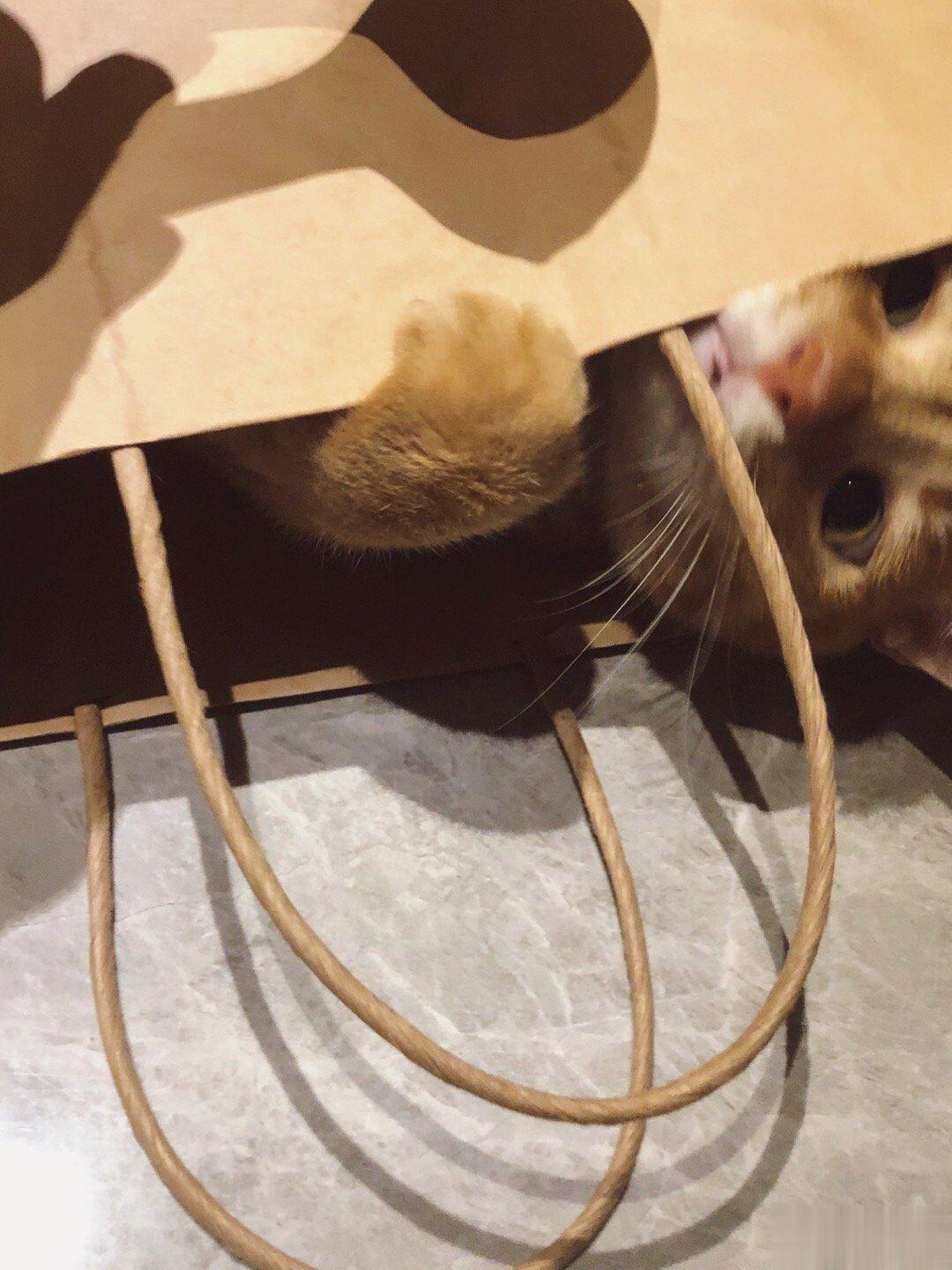 只要放一个袋子在地上，就长猫🐱了 ​​​