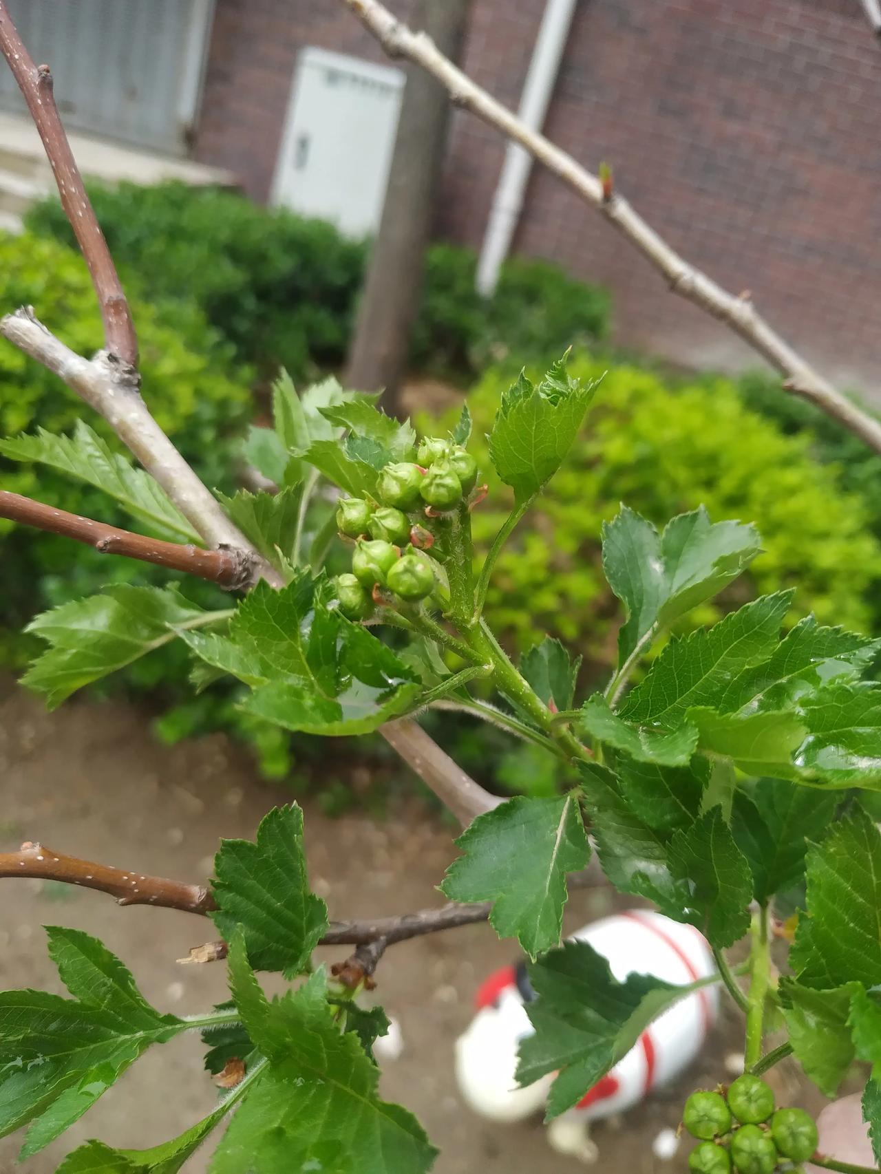虽未开花，但通过叶片和花蕾也可以辨识这是什么树，而且相信很多人都吃过他的果实，这