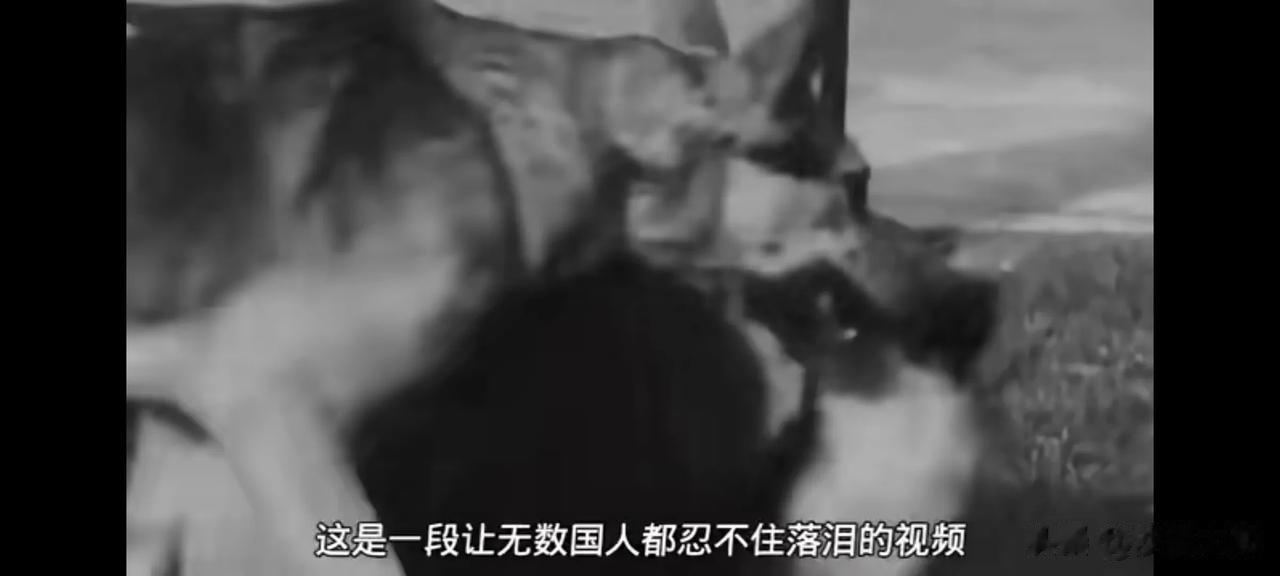 昂撒海盗有多么残忍，它们实际上是比海岛BT小本子更残忍的民族，否则，小本子为何心