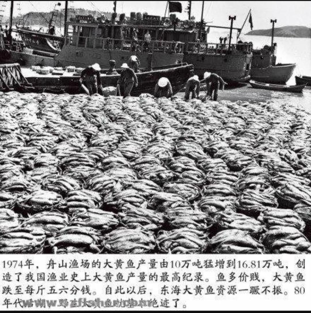 2000元一斤买不到，触目惊心