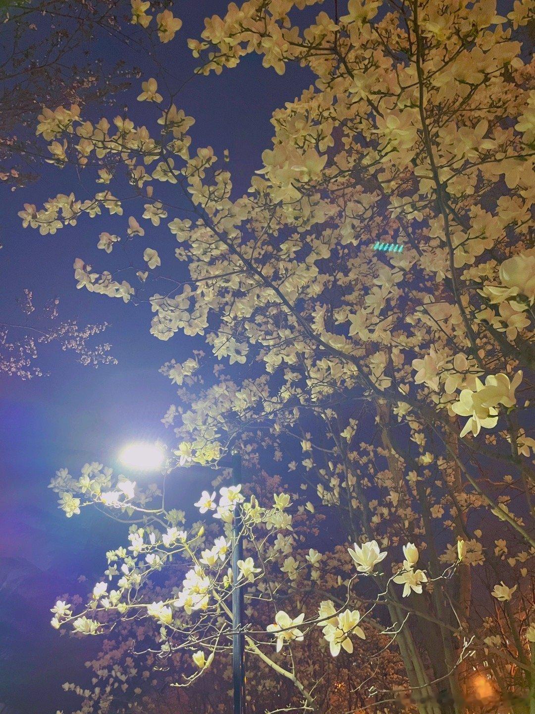  春天花都开好啦～🌹 ​​​