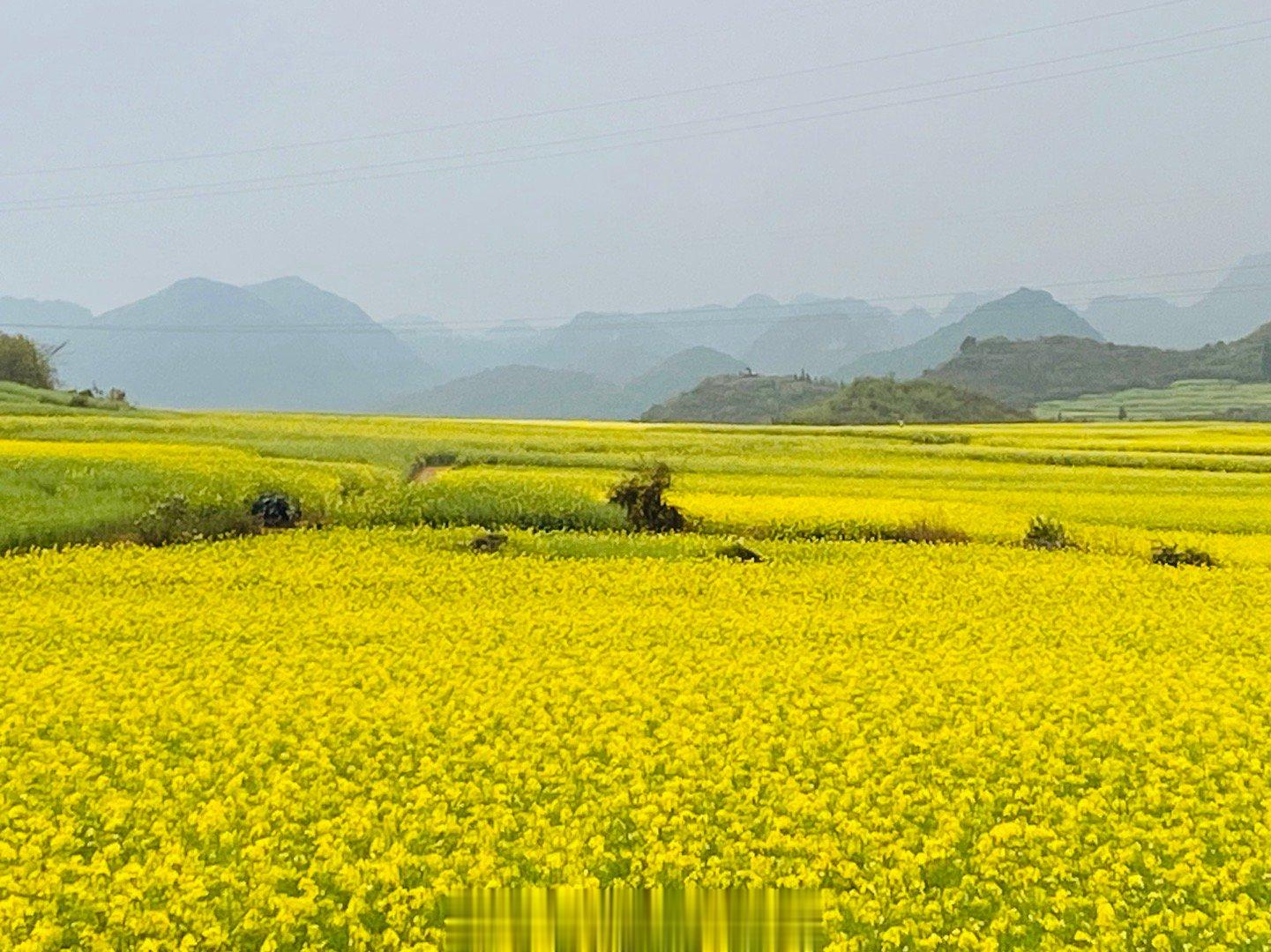 【油菜花妖娆绽放#云南金鸡峰丛