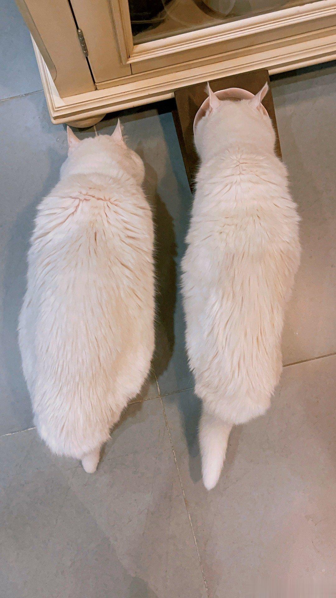 小白two. 以前小白白可胖了，现在家里最轻了 ​​​