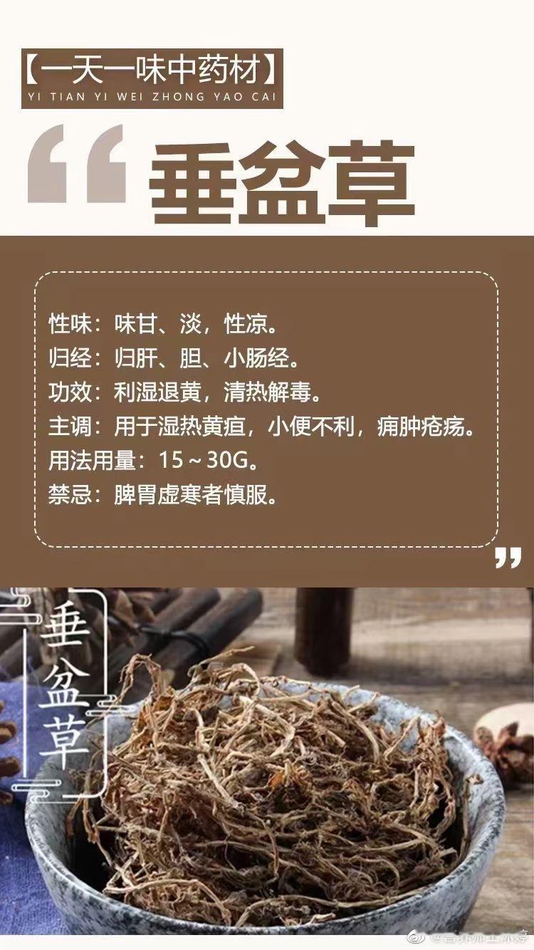  🌿【一天一味中药材】🌿        ～垂盆草～性味：味甘、淡，性凉。归经