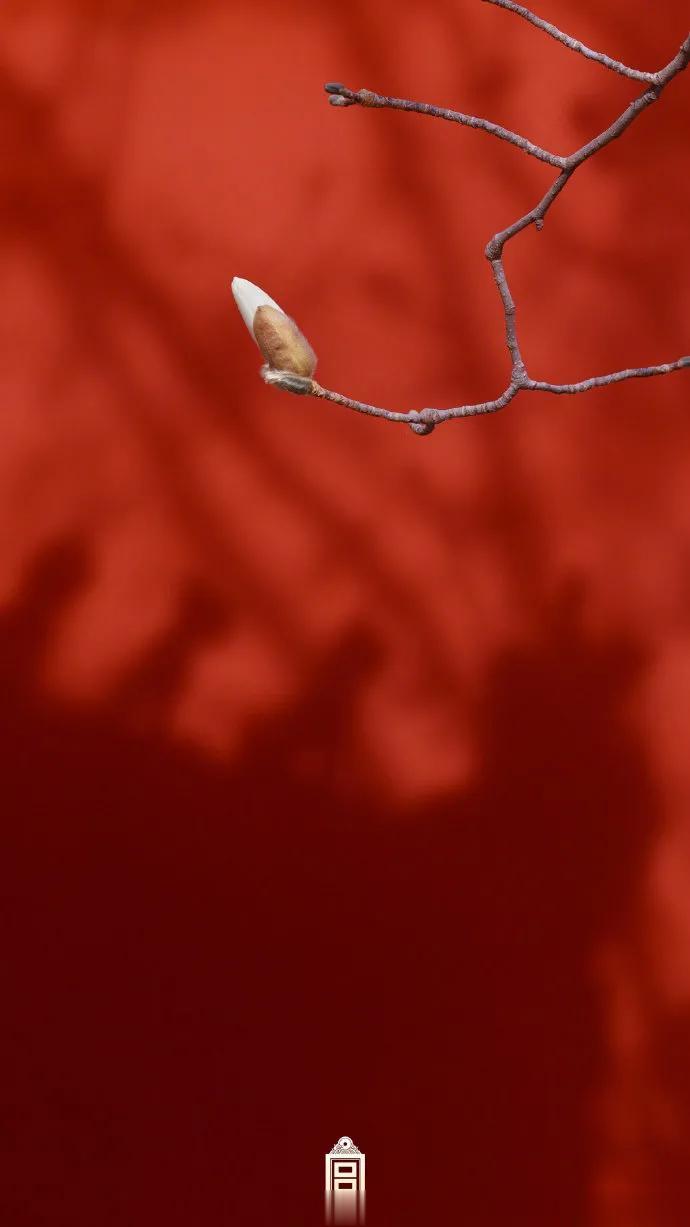 【红墙和白玉兰】春晖里，红墙下，白玉兰盛放↓↓↓  