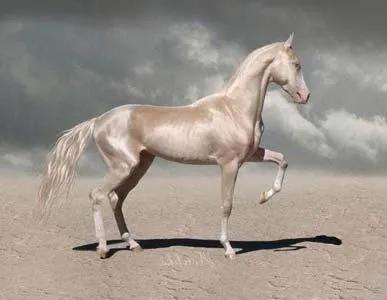 传说中的汗血宝马原来长这个样子。当年汉武帝为了得到汗血宝马，甚至发动了两次与西域