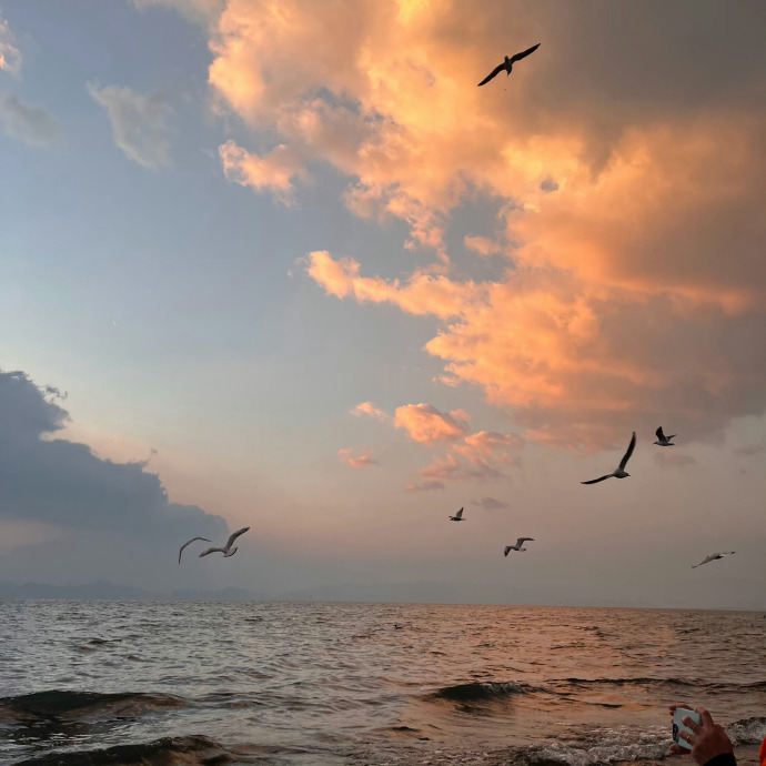 海鸥不再眷恋大海 ​ ​​​