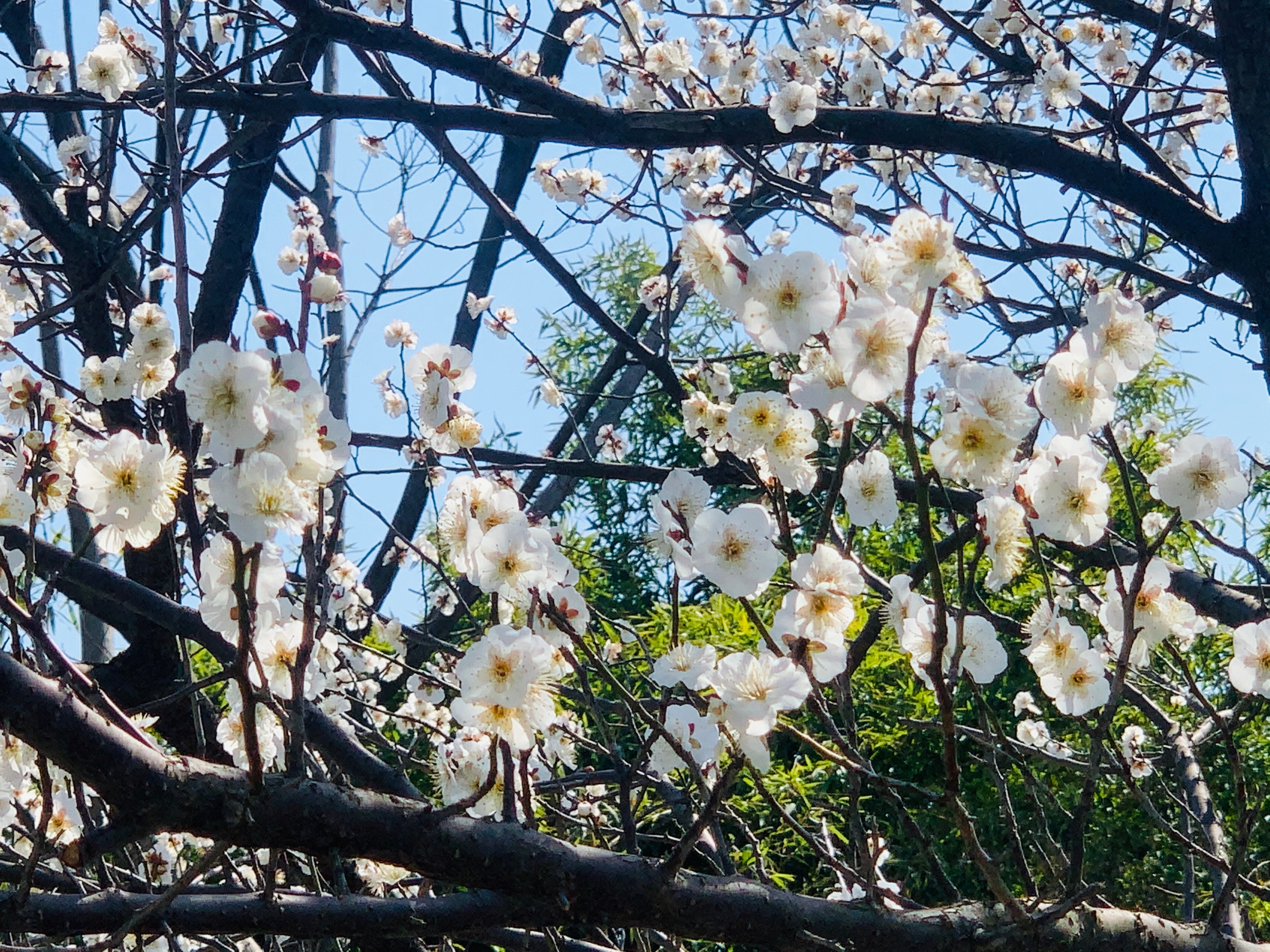#甲流#【开学季除了新冠，还有哪些儿童常见的传染病？】#儿童常见病必备手册# 开