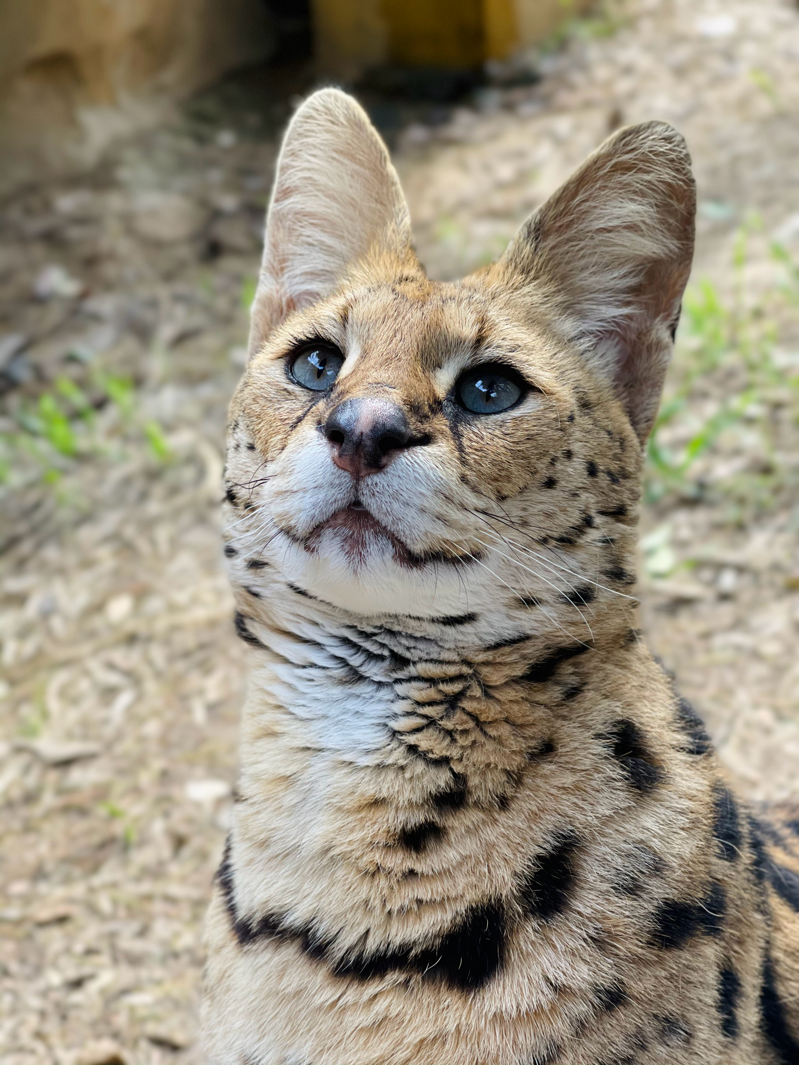  这什么绝世小美猫呀！！  ​​​