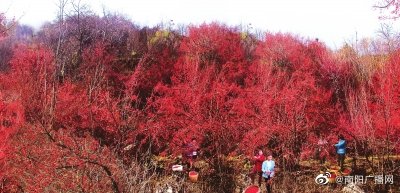西峡　小小茱萸果富民大产业