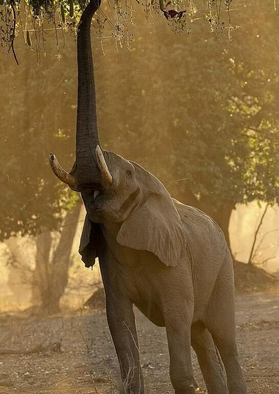 一柱撑天！大象比长颈鹿还高。在津巴布韦的一所国家公园，澳大利亚摄影师拍到了这个难