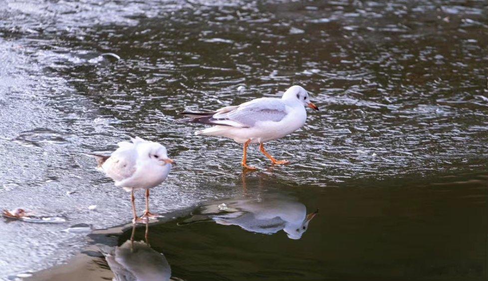 【在海河邂逅“大海的白色精灵” 】生态环境、特别是水环境的不断改善，让越来越多有
